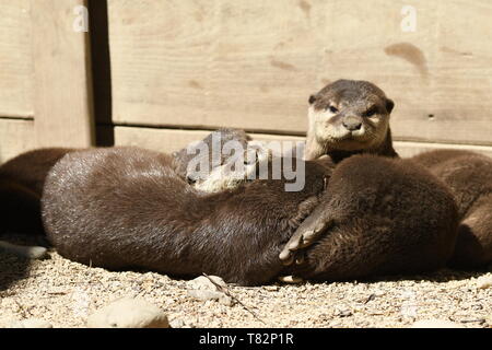 Lontre dormire in un zoo in Italia Foto Stock