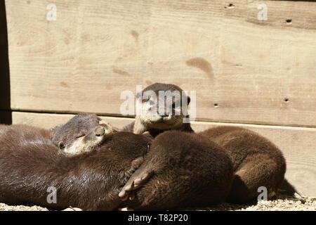 Lontre dormire in un zoo in Italia Foto Stock