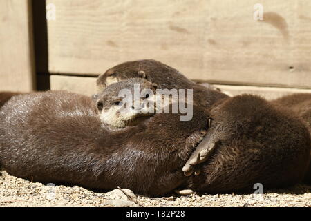 Lontre dormire in un zoo in Italia Foto Stock