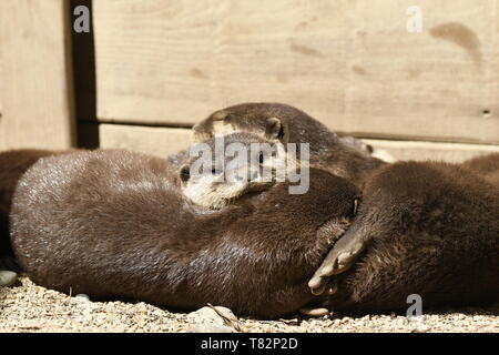 Lontre dormire in un zoo in Italia Foto Stock