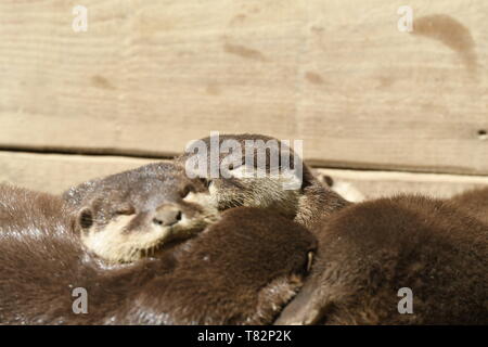 Lontre dormire in un zoo in Italia Foto Stock