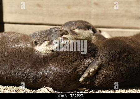 Lontre dormire in un zoo in Italia Foto Stock