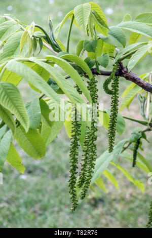 Juglans catkins Juglans mandshurica Foto Stock