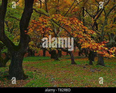 Bellissimo paesaggio autunnale da Planitero in Kalavryta, Grecia. Vivid vibrante colorato piano sicomoro alberi e foglie. Foto Stock