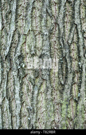 Juglans mandshurica, struttura di corteccia di albero, corteccia di albero Foto Stock