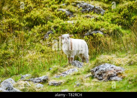 Un piccolo agnello pascolare sui prati in Inghilterra. Foto Stock