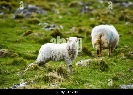 Un piccolo agnello con madre pascolare sui prati in Inghilterra Foto Stock