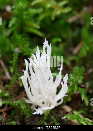 Bianco corallo crestato fungo, Clavulina coralloides Foto Stock