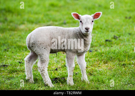 Un piccolo agnello pascolare sui prati in Inghilterra. Foto Stock