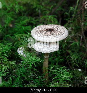 Cat dapperling, Lepiota felina di funghi selvatici dalla Finlandia Foto Stock