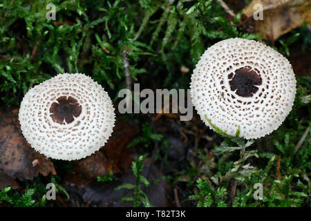 Cat dapperling, Lepiota felina di funghi selvatici dalla Finlandia Foto Stock