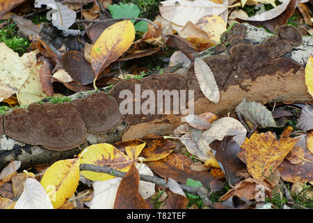 Staffa di salice fungo, Phellinopsis conchata, tipo resupinate Foto Stock