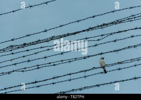 Papua Nuova Guinea, Golfo di Papua, Capitale Nazionale di Port Moresby, città di Bomana prigione Foto Stock