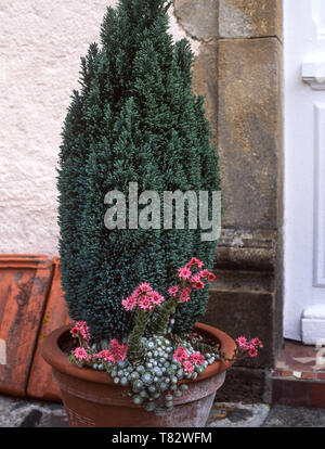 A crescita lenta delle conifere con ragnatela semprevivo (Sempervivum arachnoideum-rose) dallo sportello anteriore di Guascogna agriturismo. Foto Stock