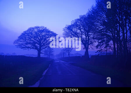 La nebbia e la silhouette di alberi sulla strada di campagna al crepuscolo aughton york Yorkshire Regno Unito Foto Stock