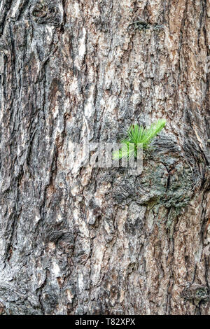 Larice europeo, Larix decidua di corteccia di albero texture, nuovi aghi sul tronco di albero Foto Stock