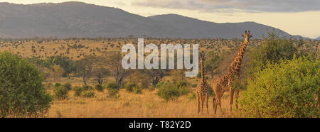 Wild Rothschild Giraffe in Tsavo National Game Reserve Kenya- Africa orientale Foto Stock