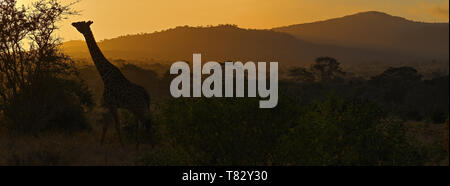 Wild Rothschild Giraffe in Tsavo National Game Reserve Kenya- Africa orientale Foto Stock