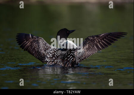 Loon comune foto Foto Stock