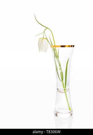 Delicato fiore bianco Snake Head Fritillary, Fritillaria meleagris in vaso di vetro con bordo in oro su sfondo bianco Foto Stock