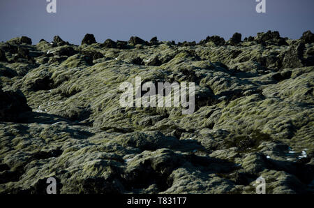 Enorme vecchio campi di lava ricoperta da muschio islandese in un open-air color smeraldo. L'Islanda, il muschio e muschio di paesaggio in un tipico giorno nuvoloso Foto Stock