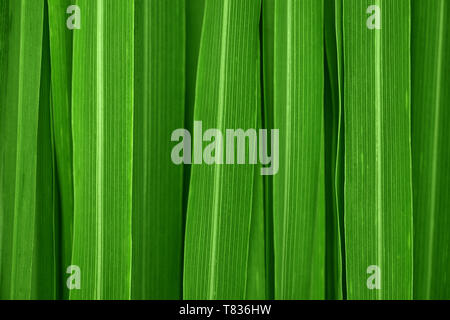 Fresco e Verde foglie di lemongrass background full frame. Foto Stock