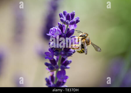 Ape su un fiore lavanda Foto Stock