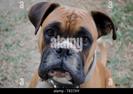 Boxer Dog sitter in erba close up Foto Stock