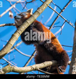 Il panda rosso, Ailurus fulgens, chiamato anche il panda minore. Foto Stock