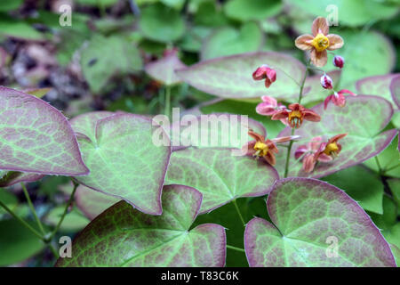 Il vescovo di Hat Epimedium 'Warleyense', foglie Foto Stock