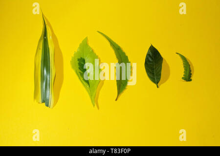 Diverse specie di foglie isolate su uno sfondo giallo
