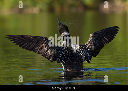 Loon comune foto Foto Stock
