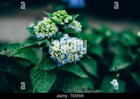 Ortensie blu ancora a fiorire completamente. Messa a fuoco selettiva. Copia dello spazio. Foto Stock