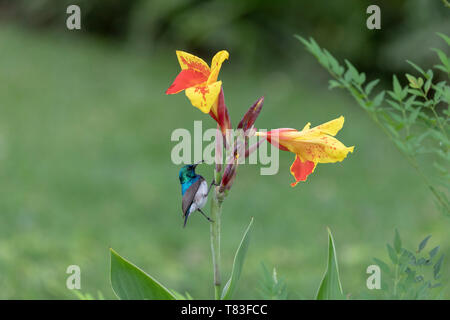 Bianco-gonfiato o bianco-breasted Sunbird (Cinnyris talatala) alimentazione su Nectar. Nei pressi di Rundu, Namibia. Foto Stock