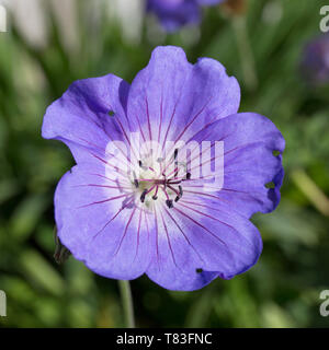 Dormansland, Surrey, Inghilterra. Delicato viola-blu fiore di geranio 'Rozanne'. Foto Stock