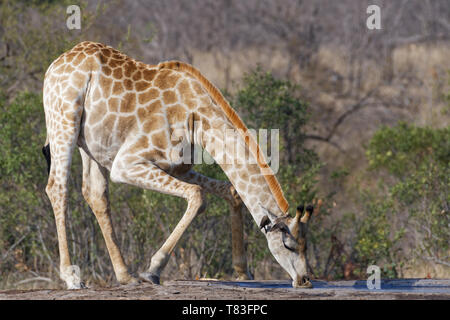 Sud Africa (giraffa Giraffa camelopardalis giraffa), maschio adulto di bere in un fiume con due red-fatturati oxpeckers (Buphagus erythrorhynchus), Foto Stock