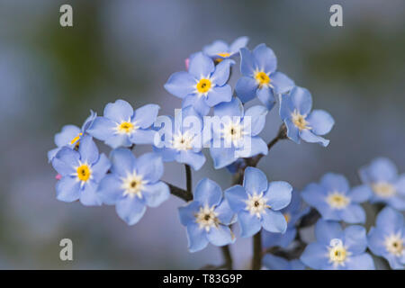 Dimenticare-me-non o erba Scorpione Foto Stock