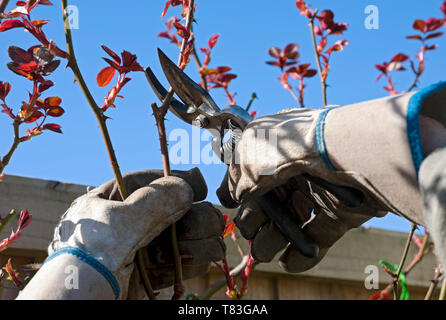 Primo piano di persona uomo giardiniere potatura taglio indietro rose rose in primavera Inghilterra Regno Unito GB Gran Bretagna Foto Stock