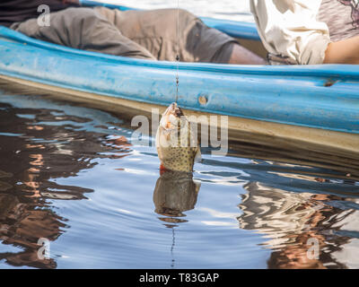 Il giovane catturato il piranha dal kayak. Pirana. Giungla sulla la borde Brasile e Perù Foto Stock