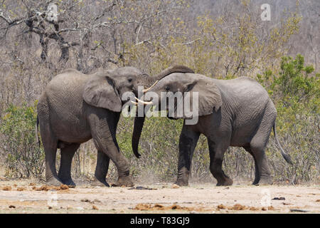 Bush africano Elefante africano (Loxodonta africana), due tori di elefante riproduzione di lotta, il Parco Nazionale Kruger, Sud Africa e Africa Foto Stock