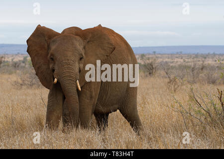 Bush africano Elefante africano (Loxodonta africana), elefante mucca in posizione difensiva, Kruger National Park, Sud Africa e Africa Foto Stock