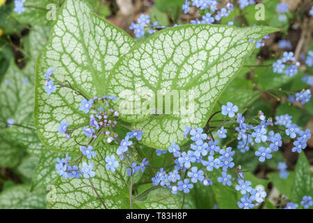 Siberian Bugloss Brunnera macrophylla 'Alessandro il Grande' Foto Stock