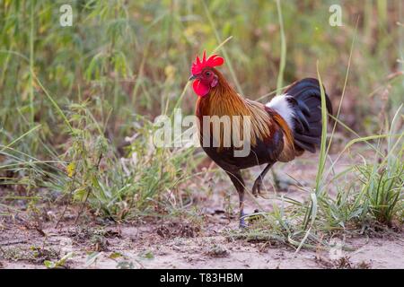 India, Uttarakhand, Jim Corbett National Park, Red junglefowl (Gallus gallus), Foto Stock