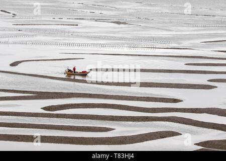 Cina, Fujiang Provincia, Xiapu County, reti in mare aperto, la cattura di pesce Foto Stock