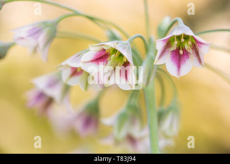 A fioritura primaverile Nectaroscordum Siculum noto anche come il miele siciliano aglio Foto Stock