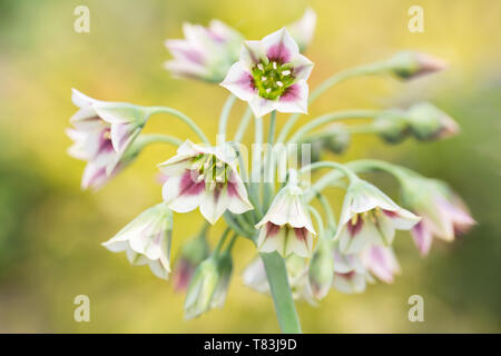 A fioritura primaverile Nectaroscordum Siculum noto anche come il miele siciliano aglio Foto Stock