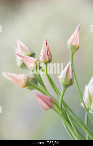 A fioritura primaverile Nectaroscordum Siculum noto anche come il miele siciliano aglio Foto Stock