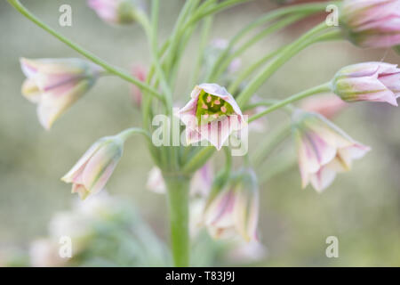 A fioritura primaverile Nectaroscordum Siculum noto anche come il miele siciliano aglio Foto Stock