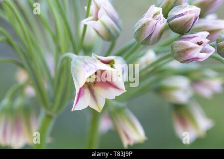 A fioritura primaverile Nectaroscordum Siculum noto anche come il miele siciliano aglio Foto Stock