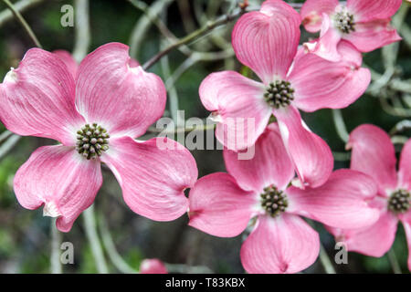 Dogwood fiorito, Cornus florida Rubra, Dogwood orientale, rosa fiorente, Cornus florida, Cornus Rubra, Dogwood Foto Stock